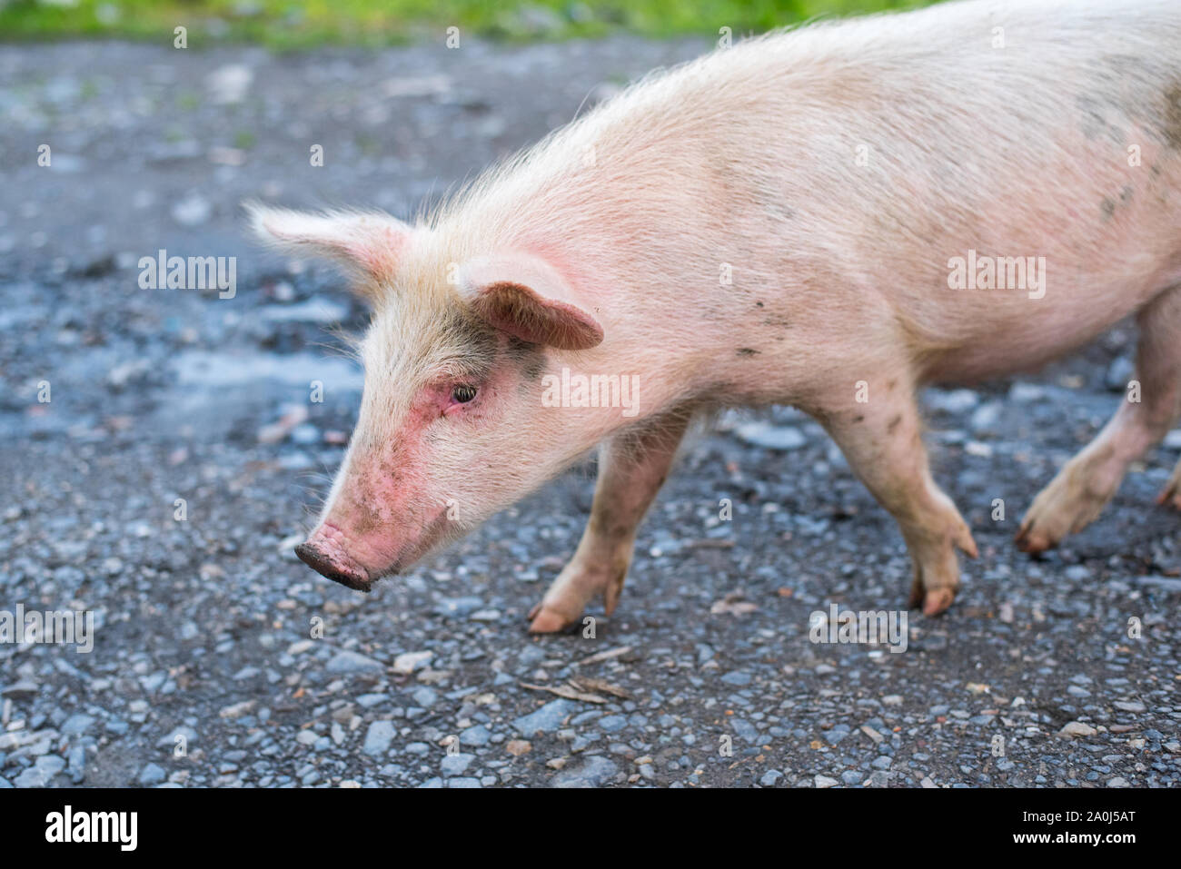 Charmante junge Schwein Spaziergänge, close-up. Ein Porträt von einem Schwein zusammen eine Dirt Road bummeln. Stockfoto