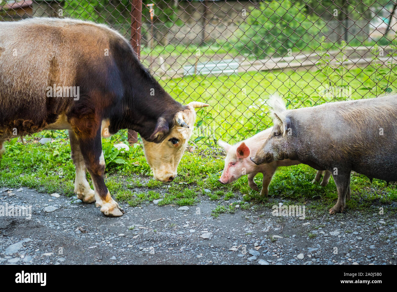 Ein Stier und schwarze Schwein mit einem fröhlichen Ferkel begegnen sich. Der Stier zeigt Aggressionen gegen die Leistungsbeschreibung. Stockfoto