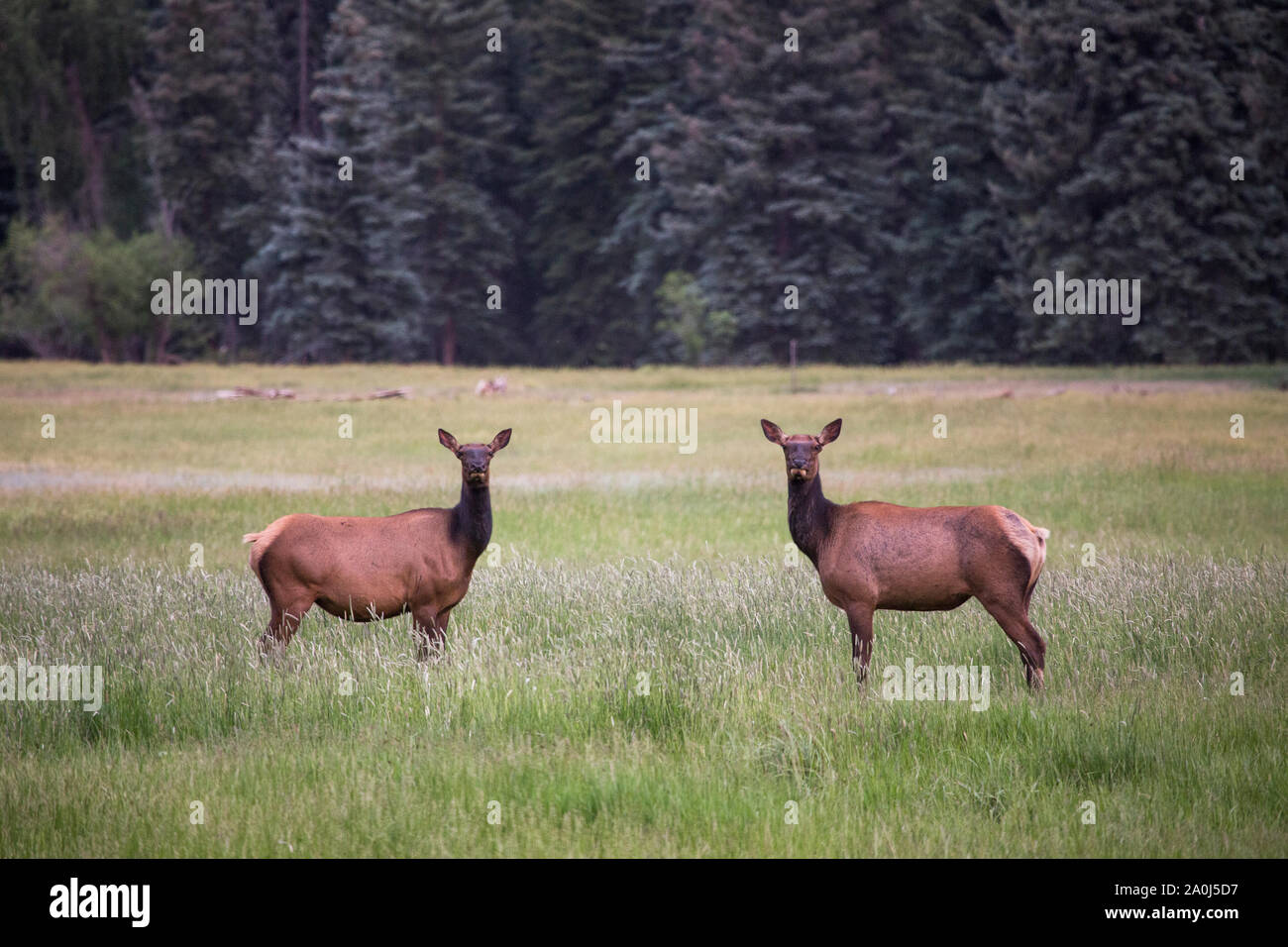 Ein paar weibliche Elk starren heraus von einem Feld in der südwestlichen Colorado suchen Stockfoto