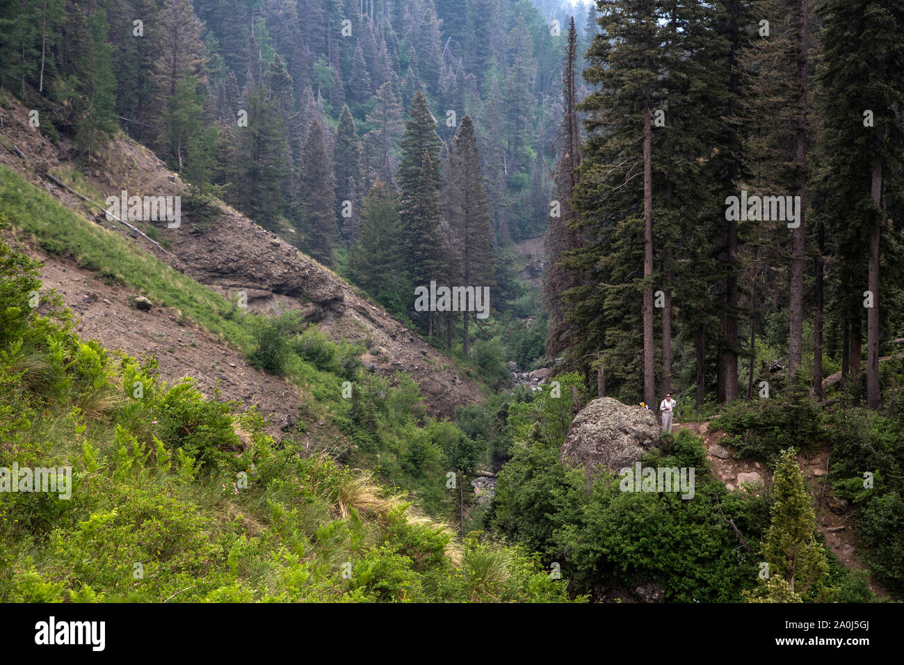 Ein Wanderer nimmt einen Bruch in der Colorado San Juan National Forest Stockfoto