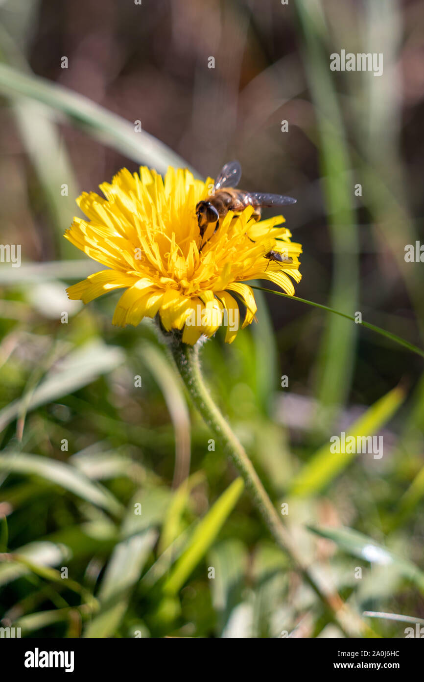 Herbst Hawkbit (Leontodon Autumnalis) Blüte in der kleinen Oase Stockfoto