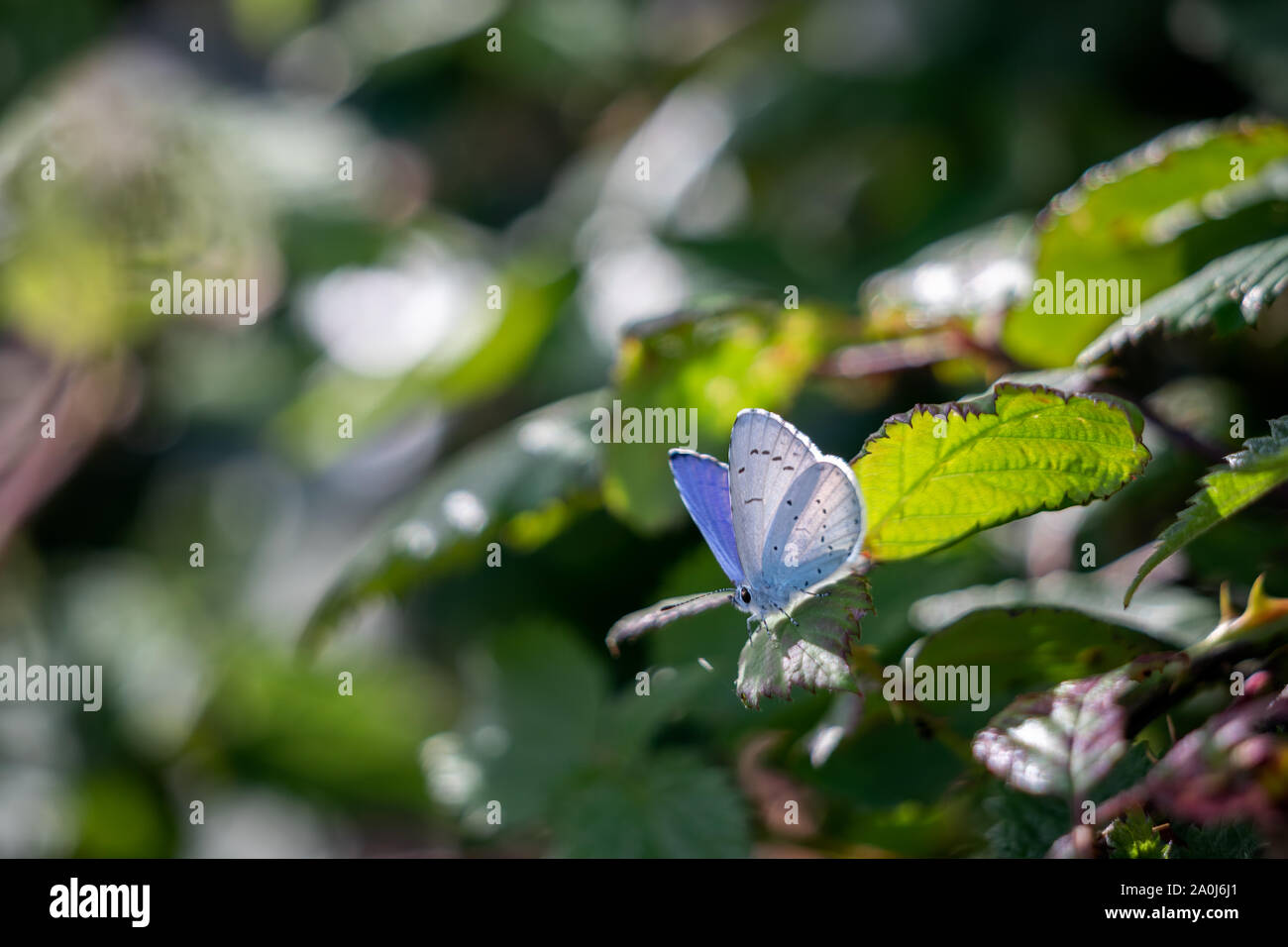 Holly Blue (Celastrina Argiolus) ruht auf einer Anlage in der Nähe von Little Haven in Pembrokeshire. Stockfoto