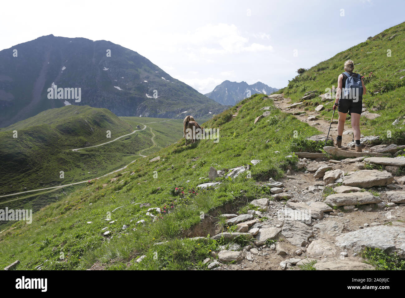 Eine blonde Frau, die alleine wandern auf eine alpine Trail mit einigen Kühen in der Nähe. Stockfoto