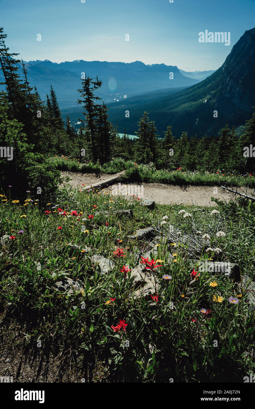 Berge, Wald und Wanderweg mit Wildblumen im Vordergrund. Stockfoto