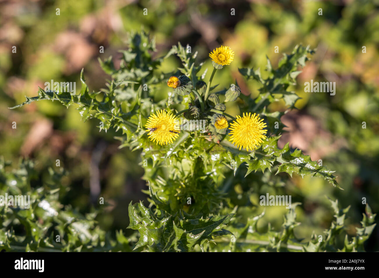 Herbst Hawkbit (Leontodon Autumnalis) Blüte im Druidston Stockfoto