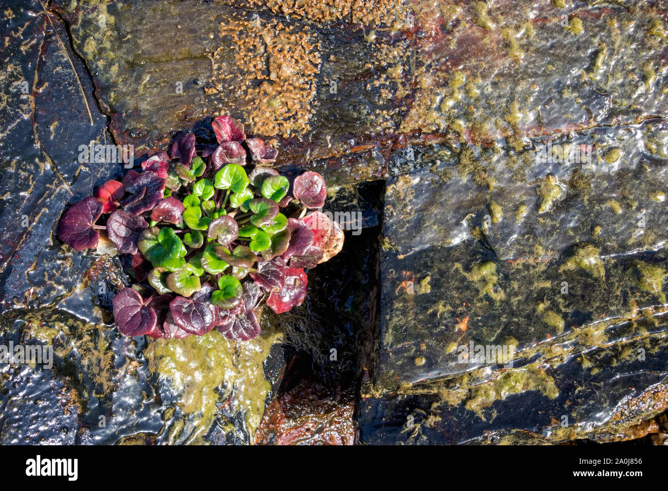 Wand Pennywort, Niere Würze, Jack im Busch wächst auf einem Felsen in Druidston Oase Stockfoto