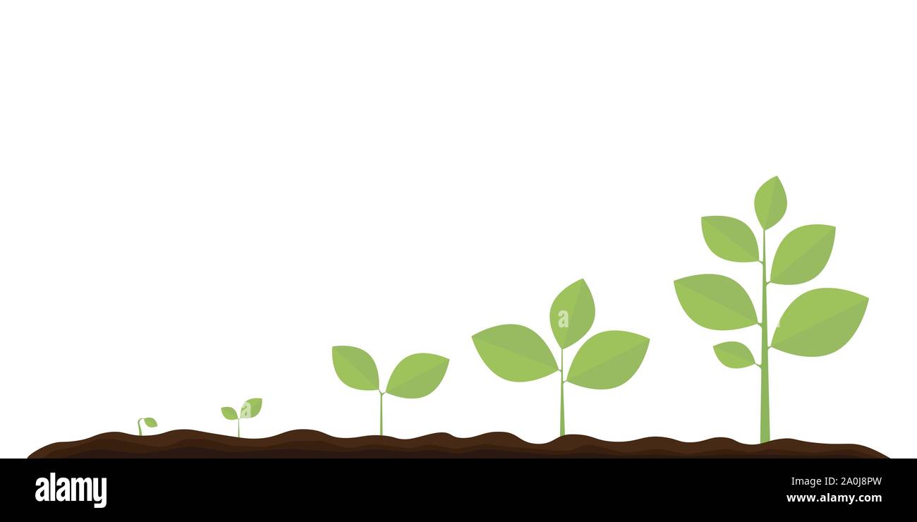 Infografik der Anpflanzung von Bäumen. Sämling im Garten pflanzen. Samen keimen im Boden. Sprout, Pflanze, Baum Landwirtschaft Symbole. Vector Illustration iso Stock Vektor