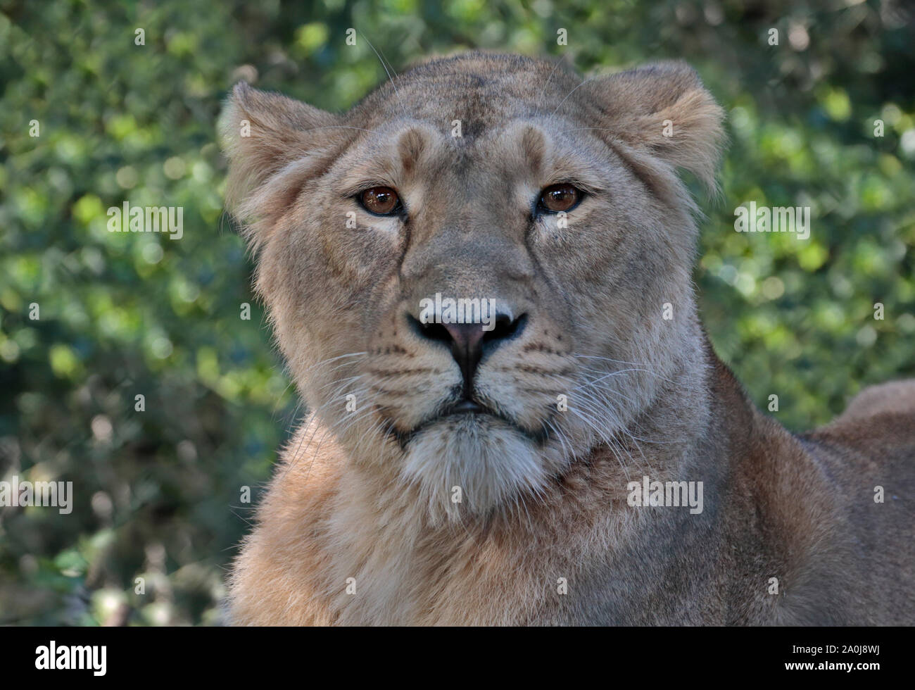 Asiatische Löwe (Panthera Leo Persica) weiblich Stockfoto