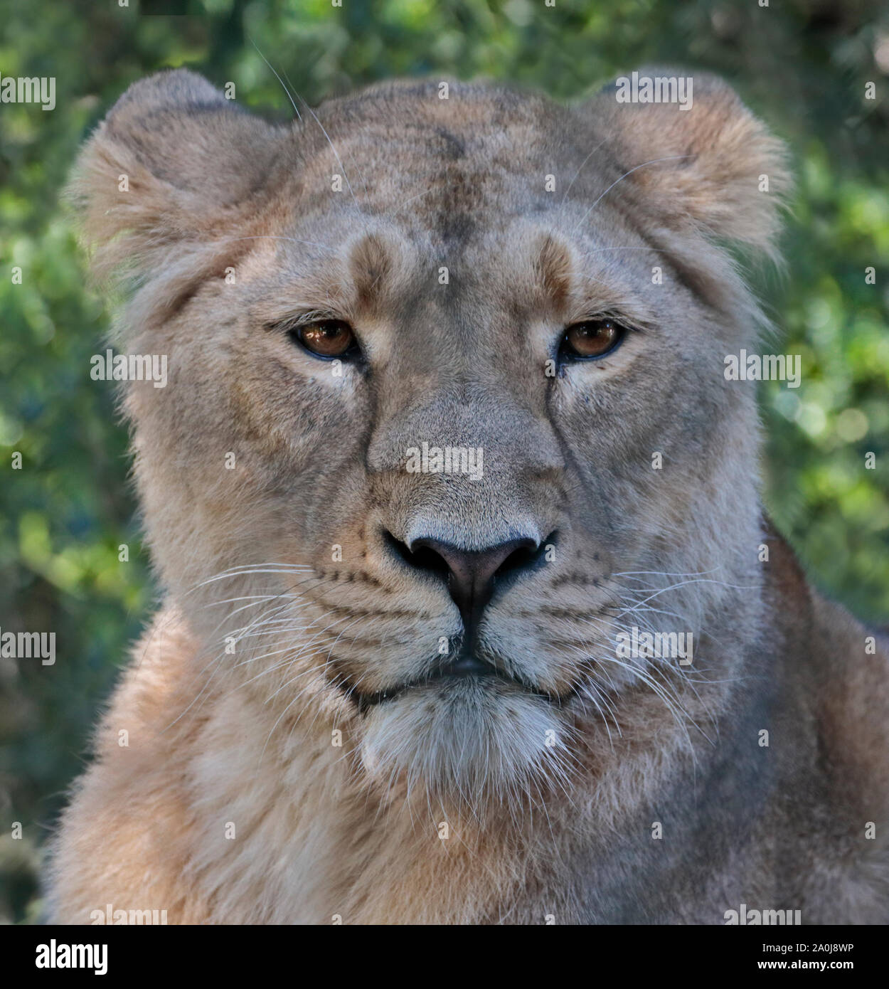 Asiatische Löwe (Panthera Leo Persica) weiblich Stockfoto