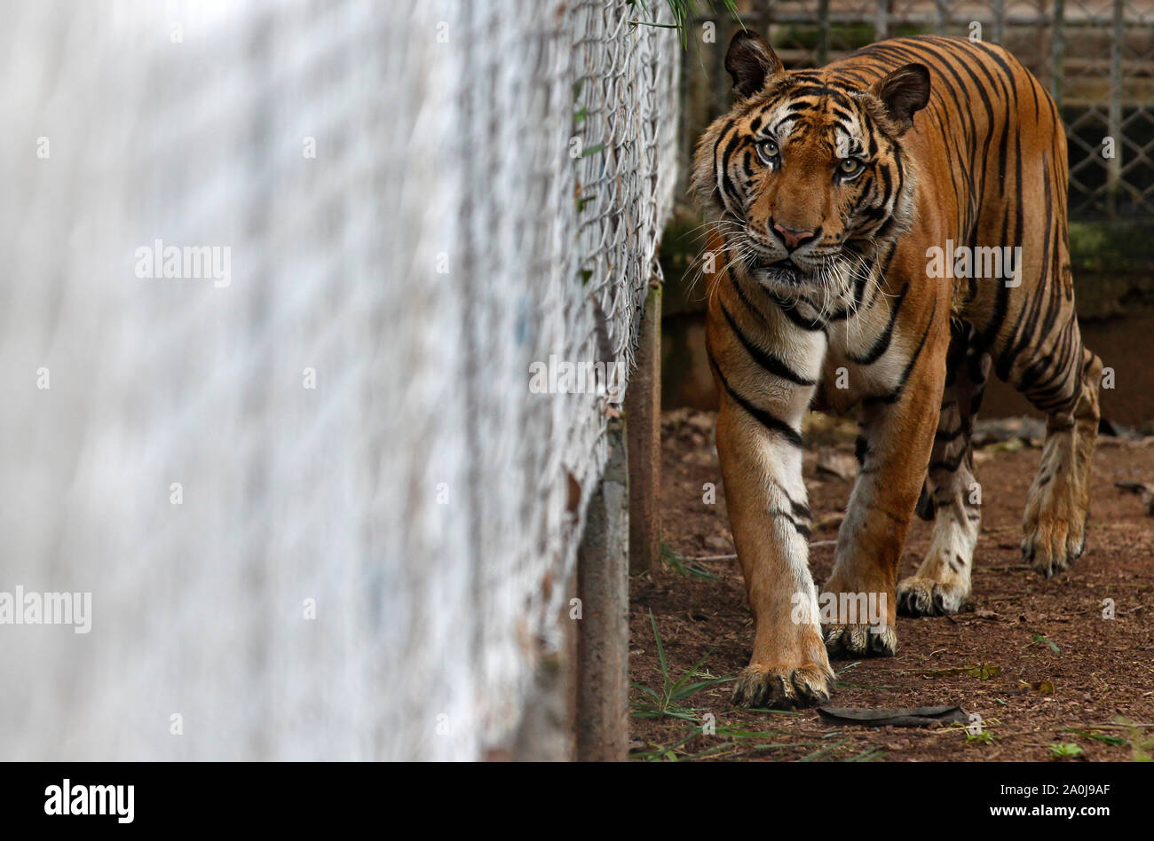 Ratchaburi, Thailand. 20 Sep, 2019. Ein Tiger in einem Käfig in einem Wildlife Protection Center in der Provinz Ratchaburi, westlich von Bangkok gesehen. 86 Tiger gerettet aus Tiger Tempel in der Gefangenschaft der Regierung starb von insgesamt 147 Tiger seit 2016, die es mehr als die Hälfte der grossen Katzen aus der umstrittene Thailändische Touristenattraktion, die gestorben sind beschlagnahmt beschlagnahmt. Credit: SOPA Images Limited/Alamy leben Nachrichten Stockfoto