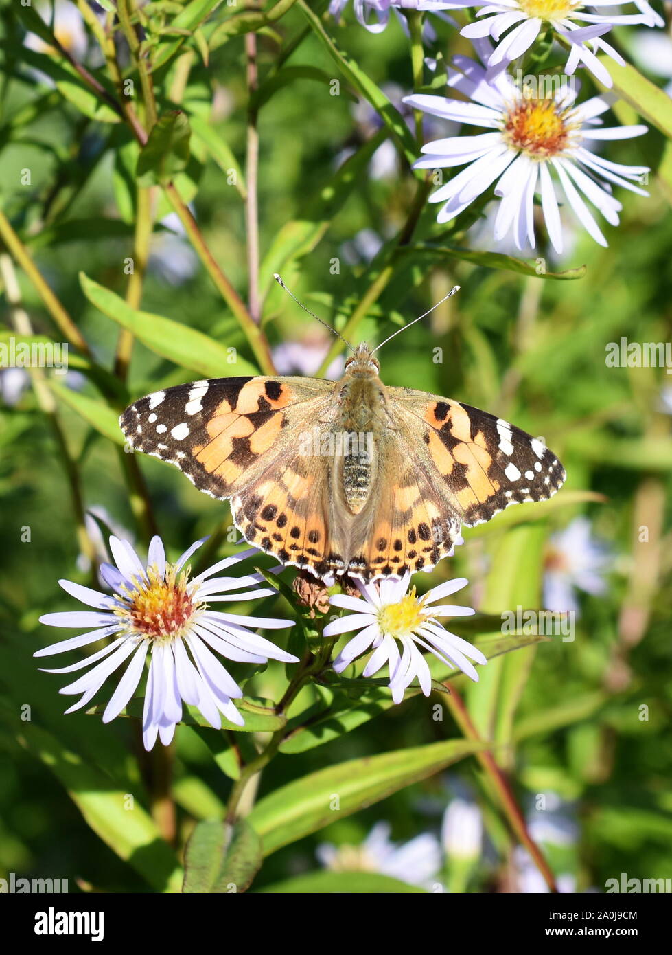 Distelfalter Schmetterling Vanessa cardui Sitzen auf einem Lila Blume Stockfoto