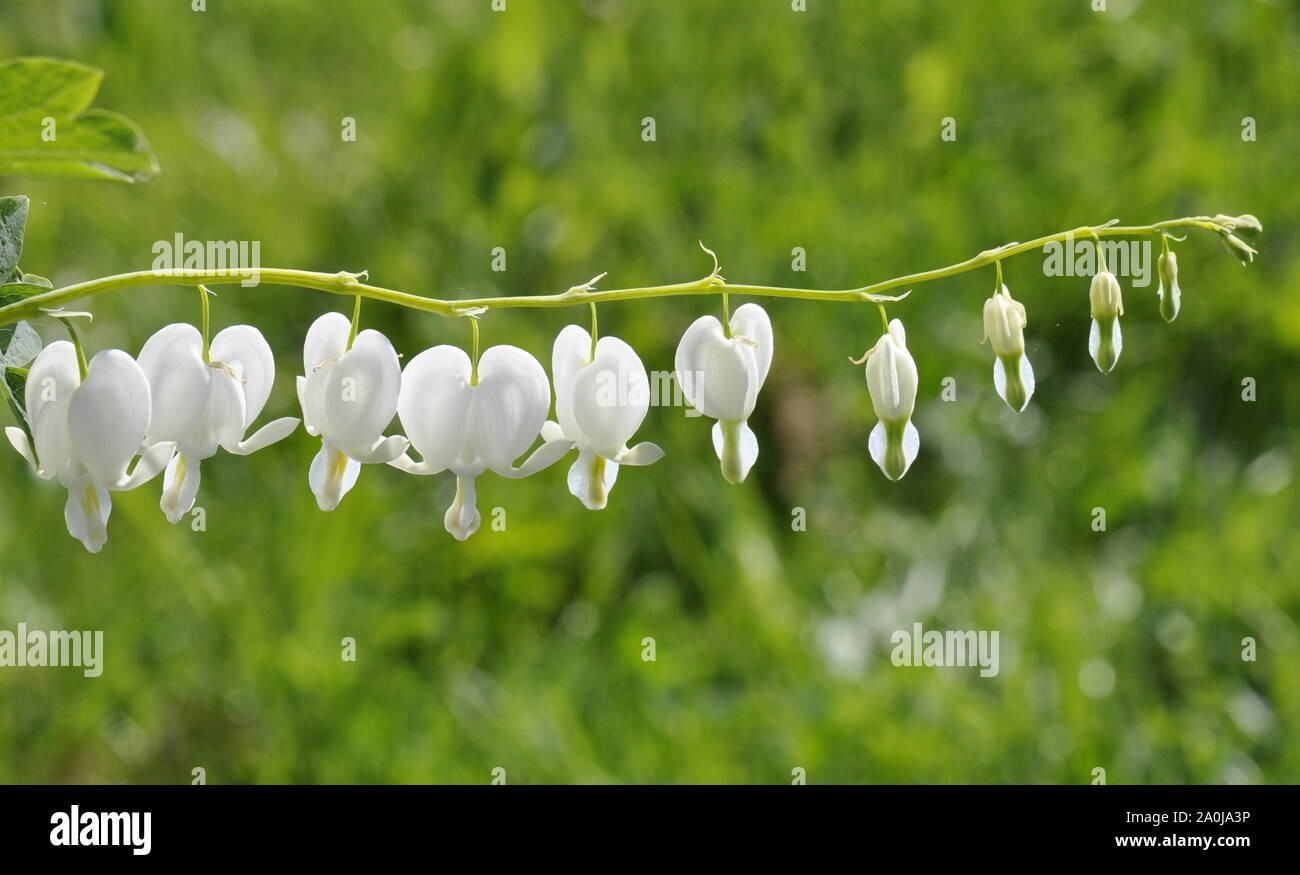 Campanula pyramidalis Heartshaped weiße Blumen Stockfoto