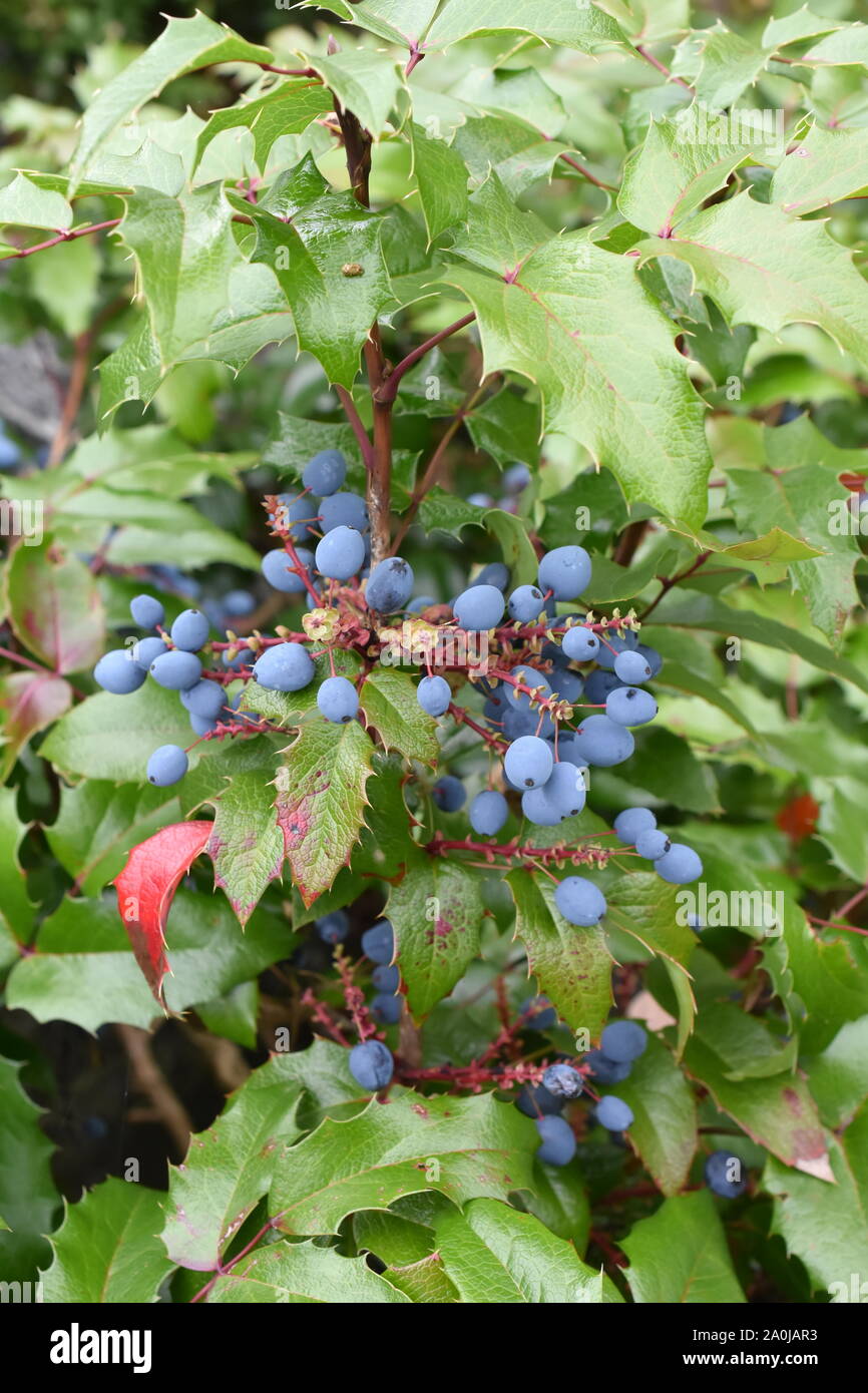 Mahonie Mahonia aquifolium Strauch mit blauen Beeren Stockfotografie - Alamy