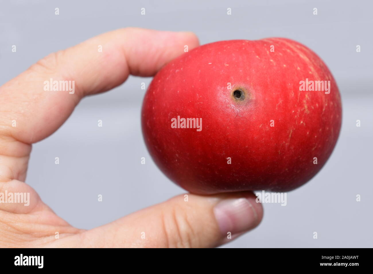 Hand hält roten Apfel mit großen Wurmloch in Es Stockfoto