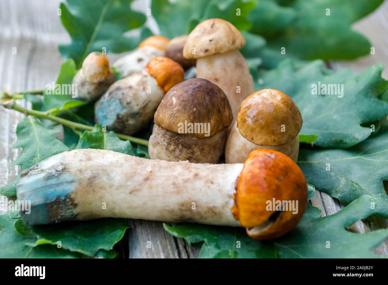 Pilze im Wald gesammelt, Pilze auf Eichenlaub Stockfoto