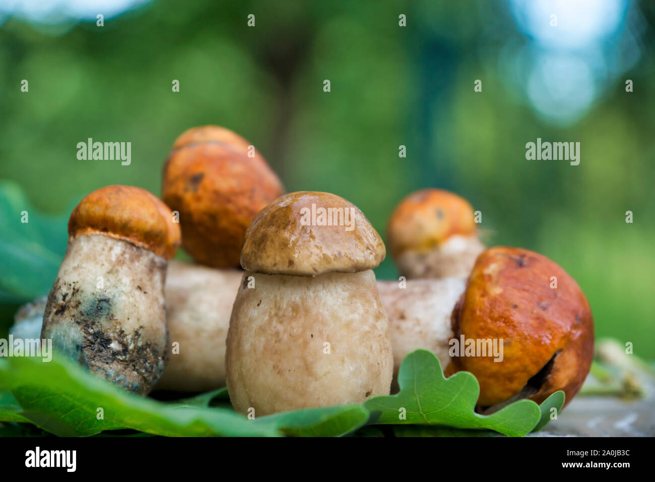 Pilze im Wald gesammelt Stockfoto