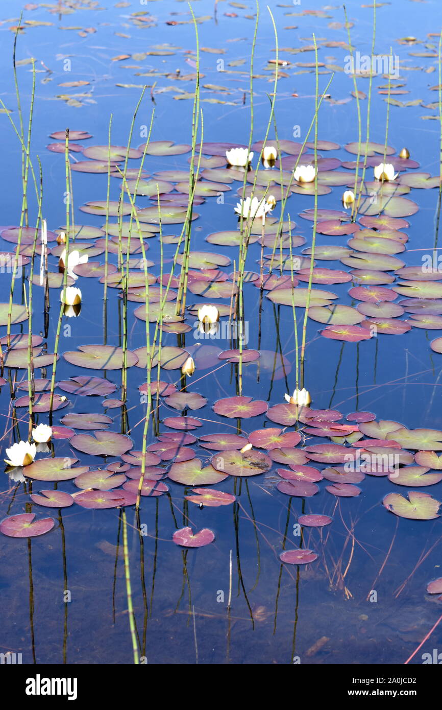 Weiße Seerosen Nymphaea alba in einem natürlichen Teich im Wald wachsenden Stockfoto