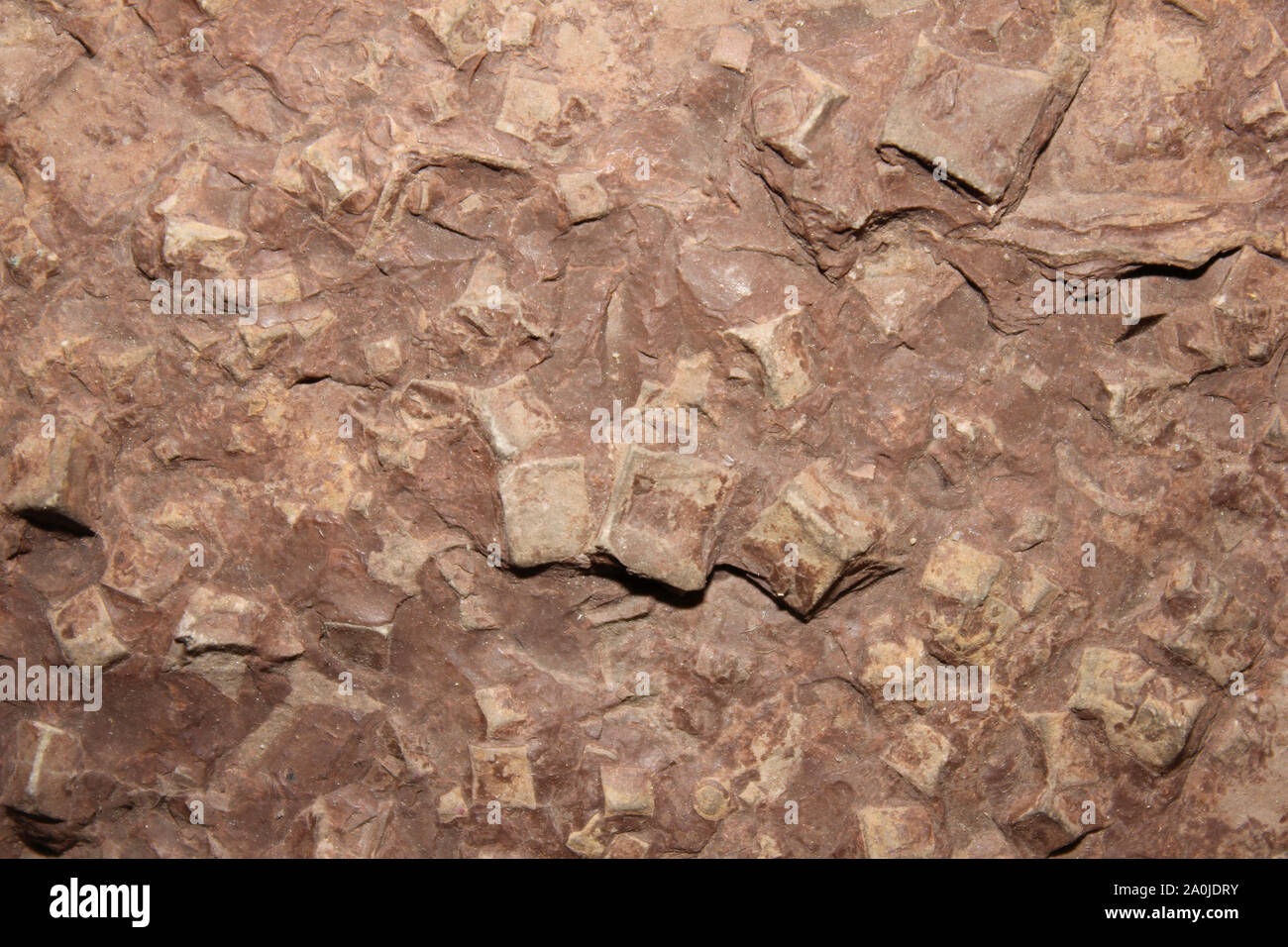 Halit Pseudomorphosen, Weber Tal, Cheshire Keuper Mergel, Mercia Mudstone Gruppe, Trias Stockfoto
