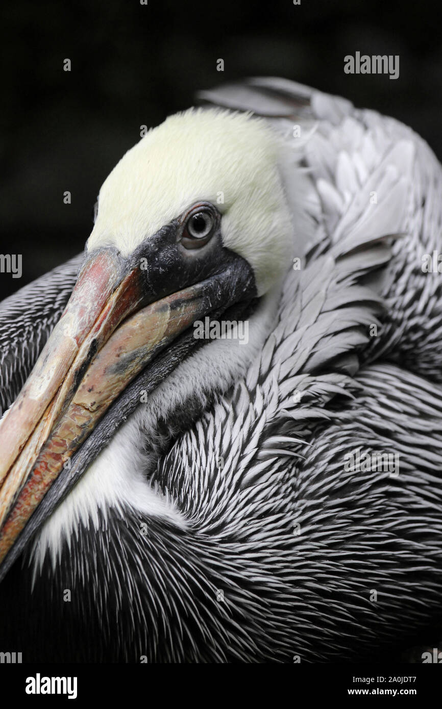 Brauner Pelikan Pelecanus occidentalis Stockfoto