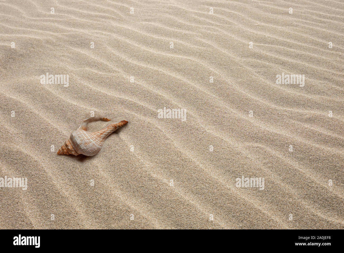 Sand Oberfläche mit Wellen und Seashell Stockfoto