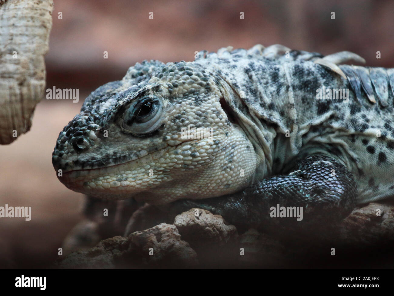 Utila Spinytail Leguan (Ctenosaura Bakeri) Stockfoto