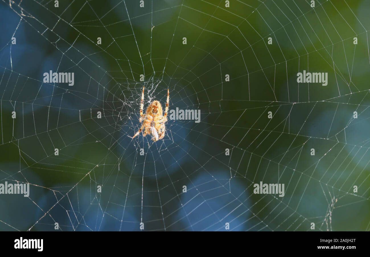 Spinnennetz mit European Garden Spider in der Mitte Stockfoto
