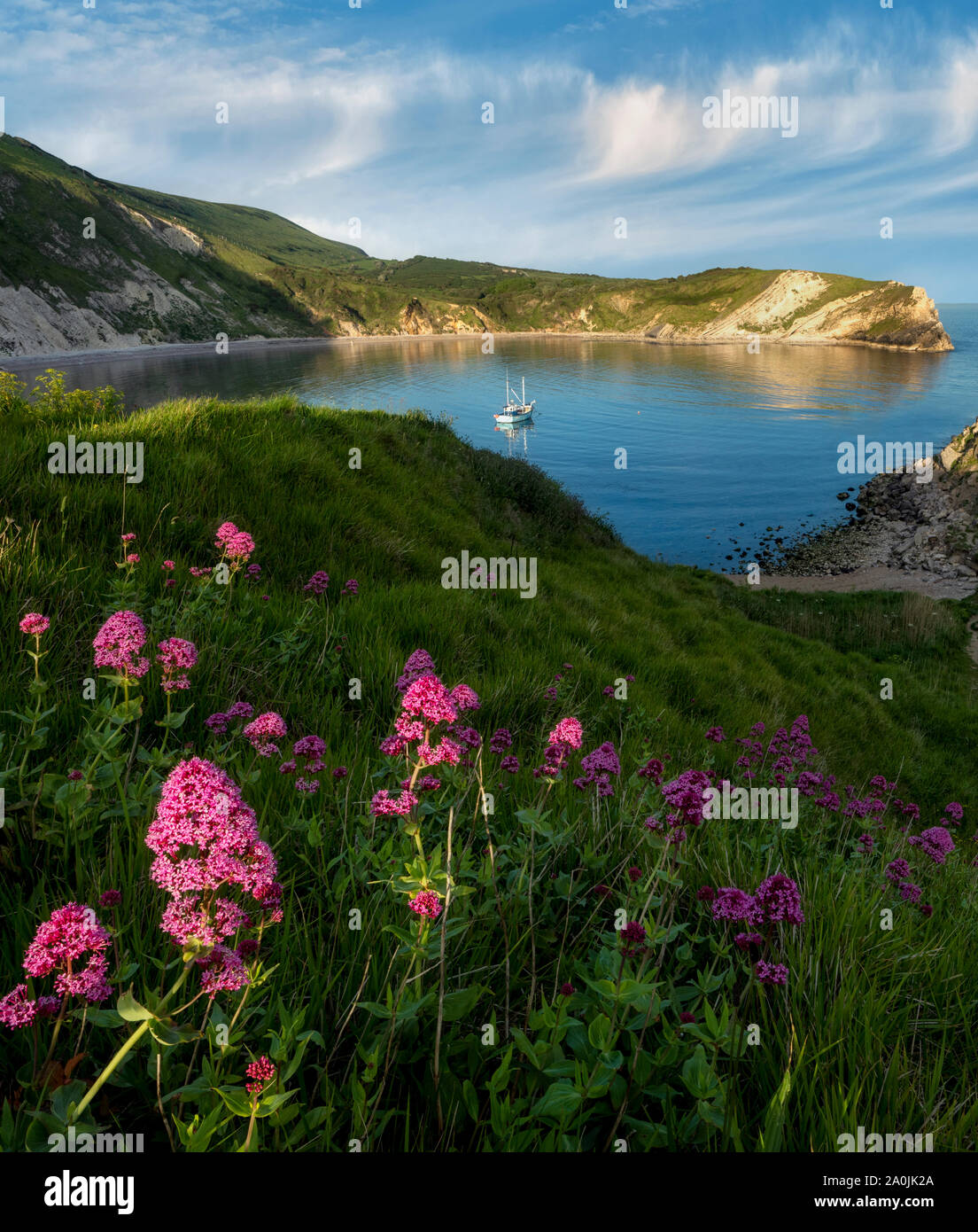 Lulworth Cove mit rotem Baldrian Wildblumen und kleinen Boot. Dorset. Jurassic Coast, England Stockfoto