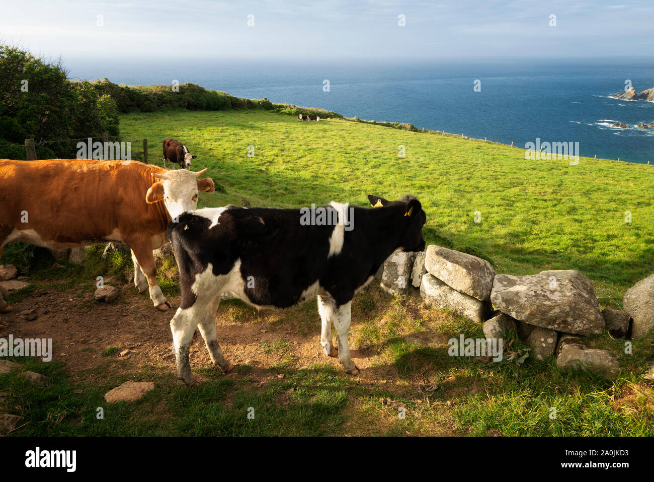 Kühe auf der Weide in Cornwall. England Stockfoto