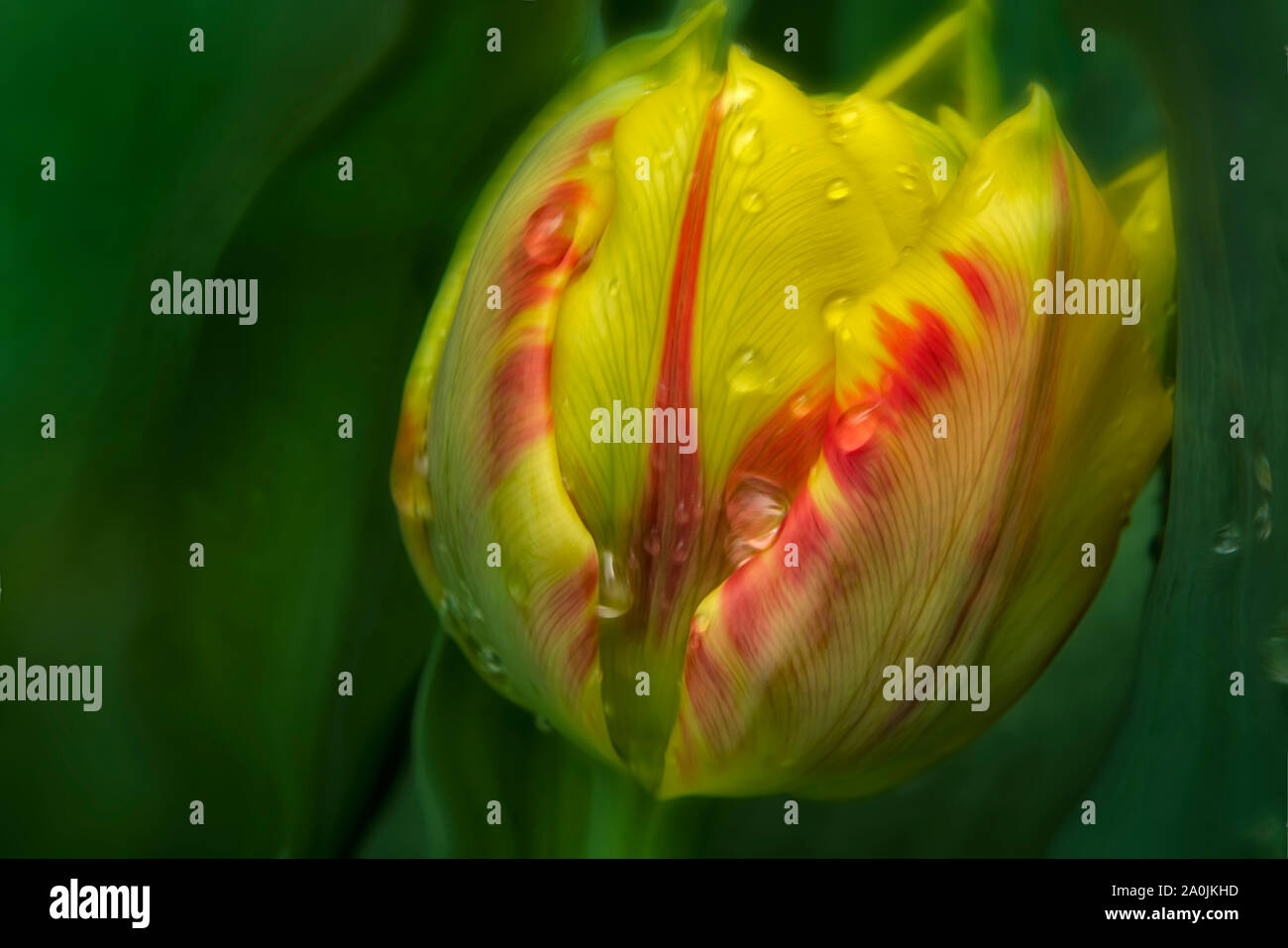 Nahaufnahme von Tulip nach Regen. Oregon Stockfoto