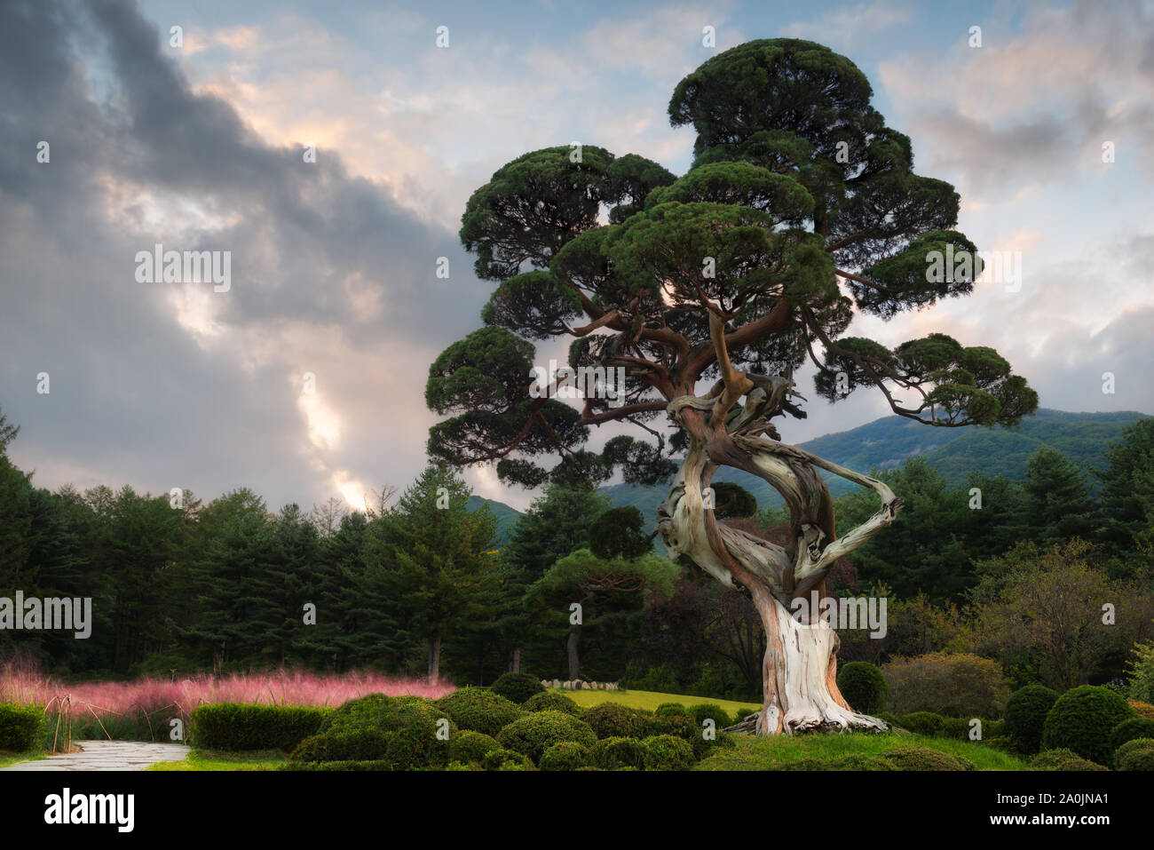 Eine mehrere hundert Jahre alte Wacholder steht in der Mitte eines sorgfältig gepflegten Garten in Südkorea. Stockfoto