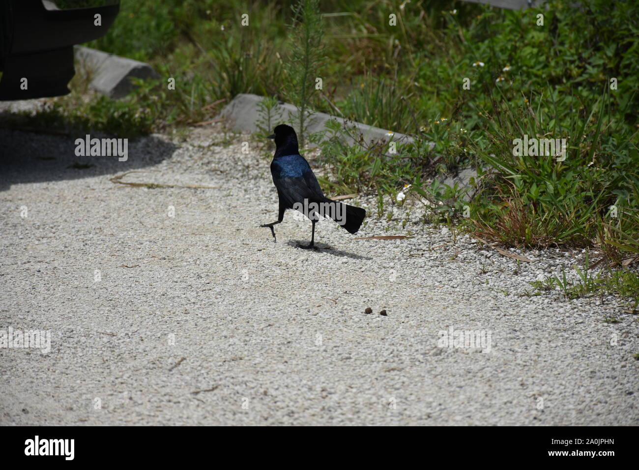 Ich habe diese Tiere Foto von einem Boat-Tailed struting Grackle wie es war durch einen Parkplatz auf dem schwarzen Punkt Wildlife Drive in Merrit Island. Stockfoto