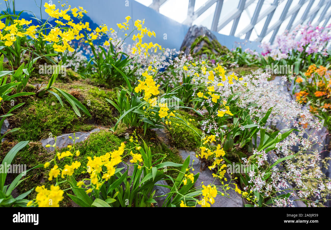 Blume im Garten durch die Bucht, Cloud forest Stockfoto