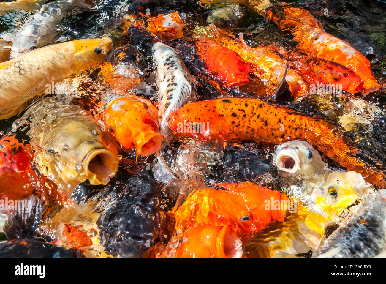 Viele farbenfrohe Koi Fische während der Fütterung Stockfoto