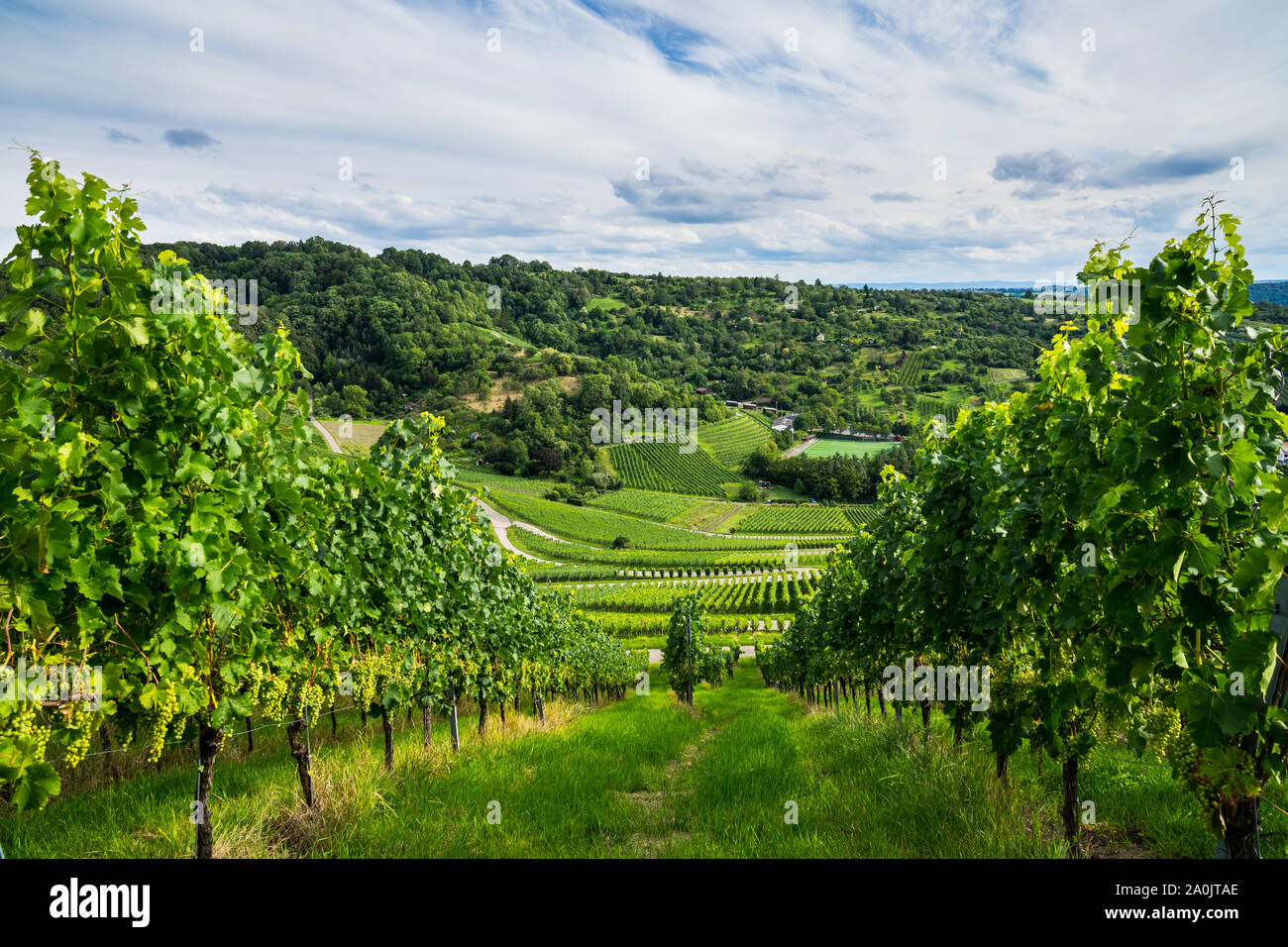 Deutschland, grüne Weinberge und Wald Natur Landschaft von oben an einem sonnigen Tag im Sommer mit fast reife Trauben Stockfoto