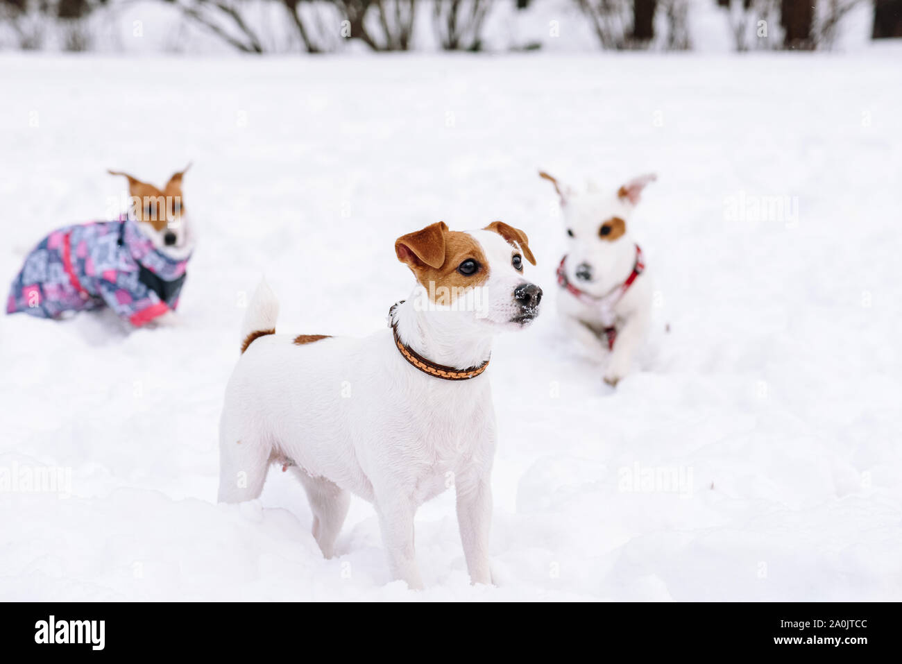 Gruppe von Jack Russell Terrier hunde zusammen zu Spielen im Schnee. Stockfoto