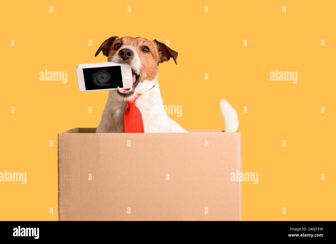 Werke aus der Box Konzept mit Hund smartphone Holding im Mund sitzen in Feld Stockfoto