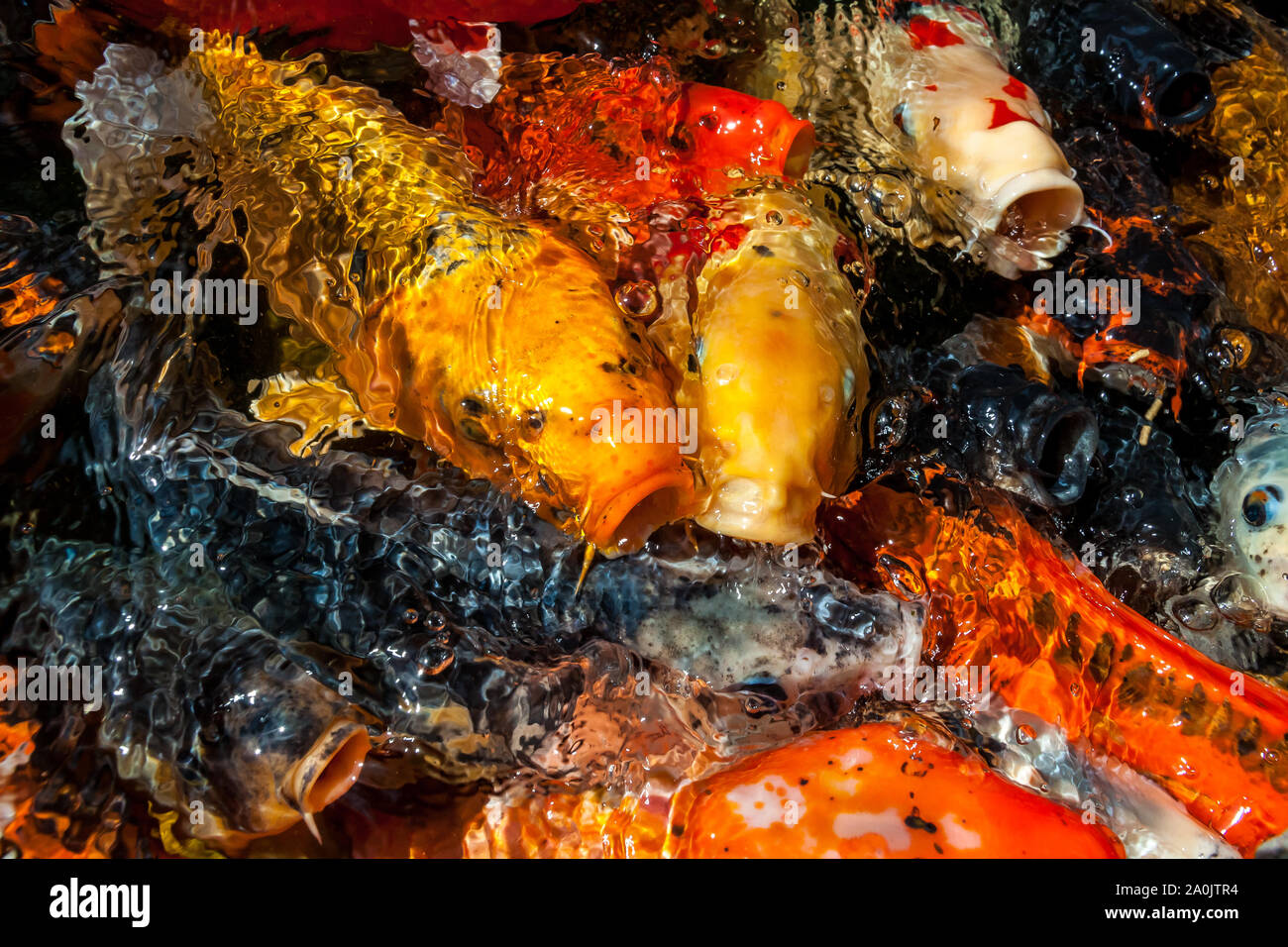 Viele farbenfrohe Koi Fische während der Fütterung Stockfoto