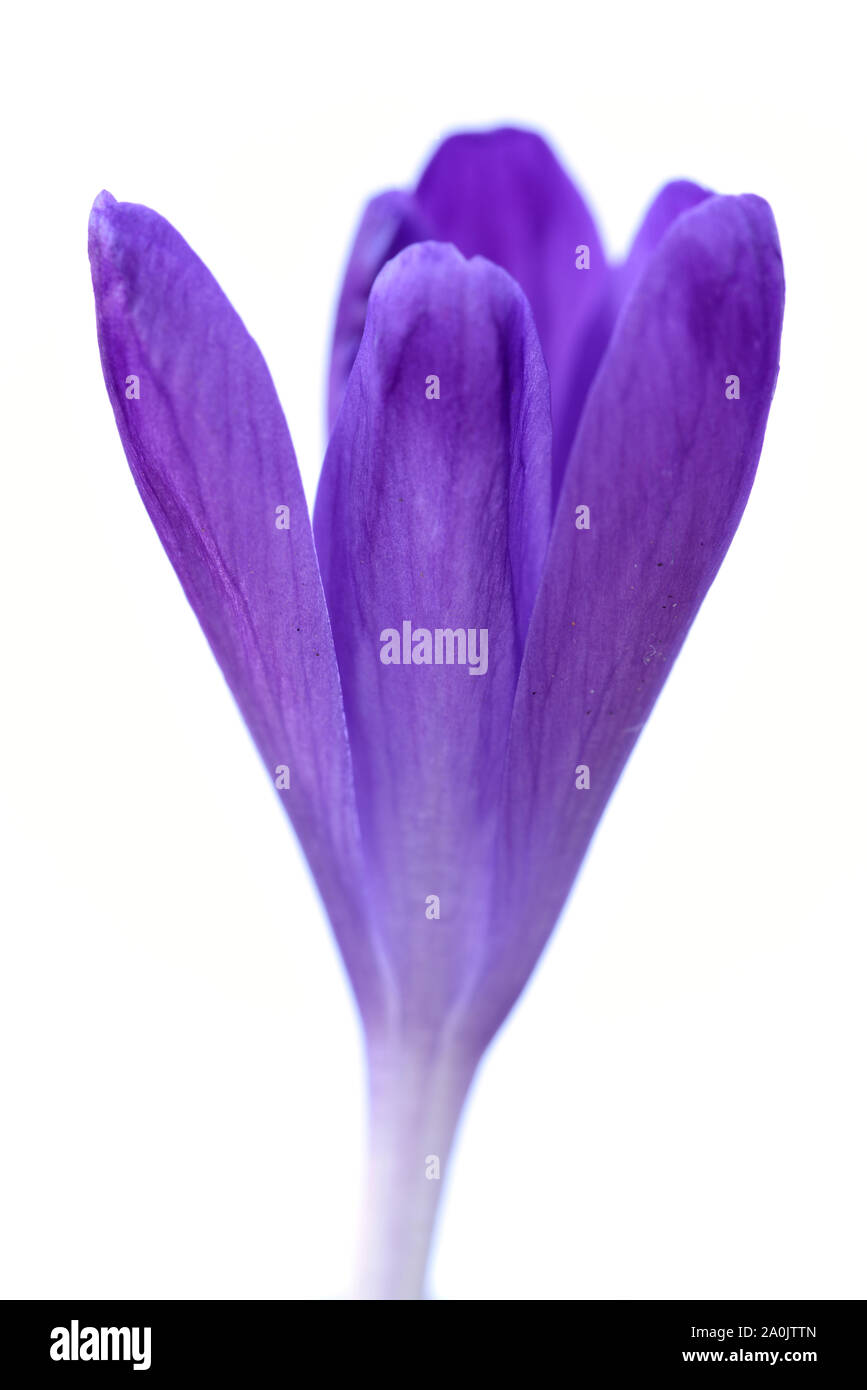 Frühling Krokusse auf Weiß Stockfoto