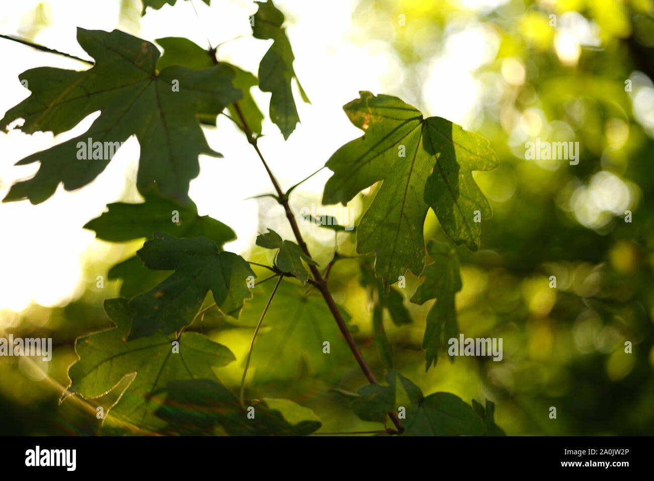 Grüne Ahornblätter auf Niederlassung im sonnigen Wald. Stockfoto