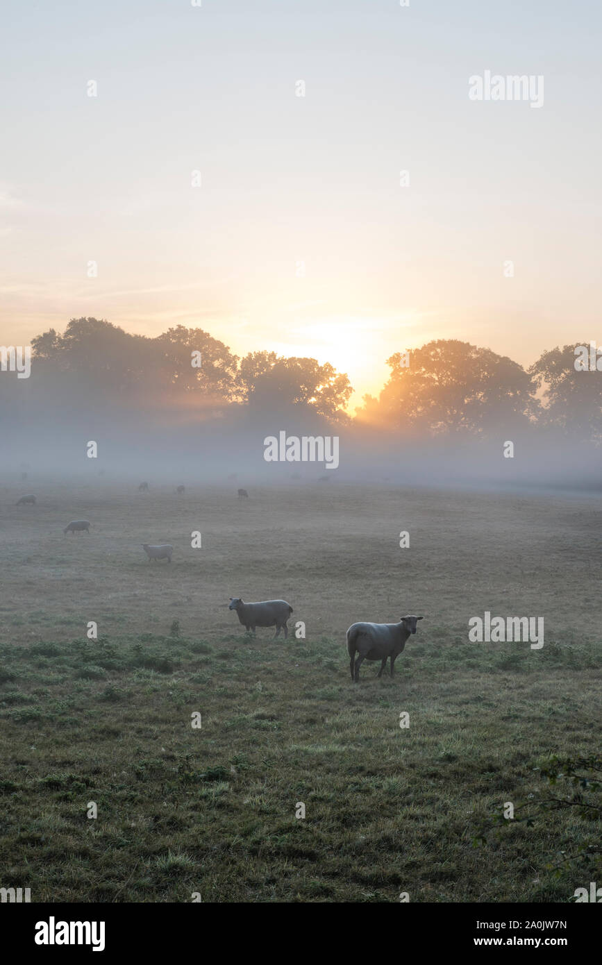 Morgennebel und Sonnenaufgang in der Nähe von Ringshall, Ashridge Woods, Hertfordshire, 20. September 2019 Stockfoto
