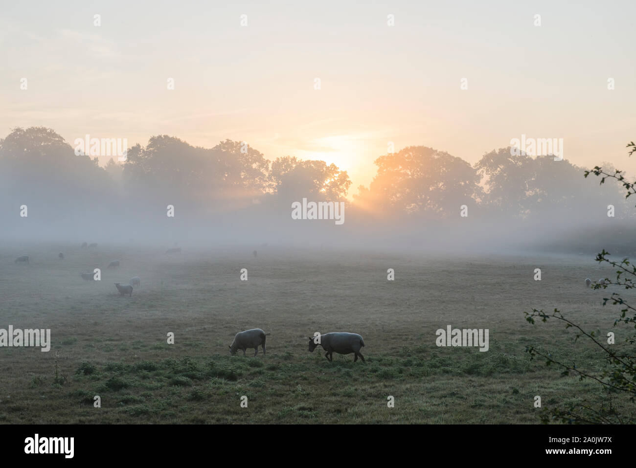 Morgennebel und Sonnenaufgang in der Nähe von Ringshall, Ashridge Woods, Hertfordshire, 20. September 2019 Stockfoto