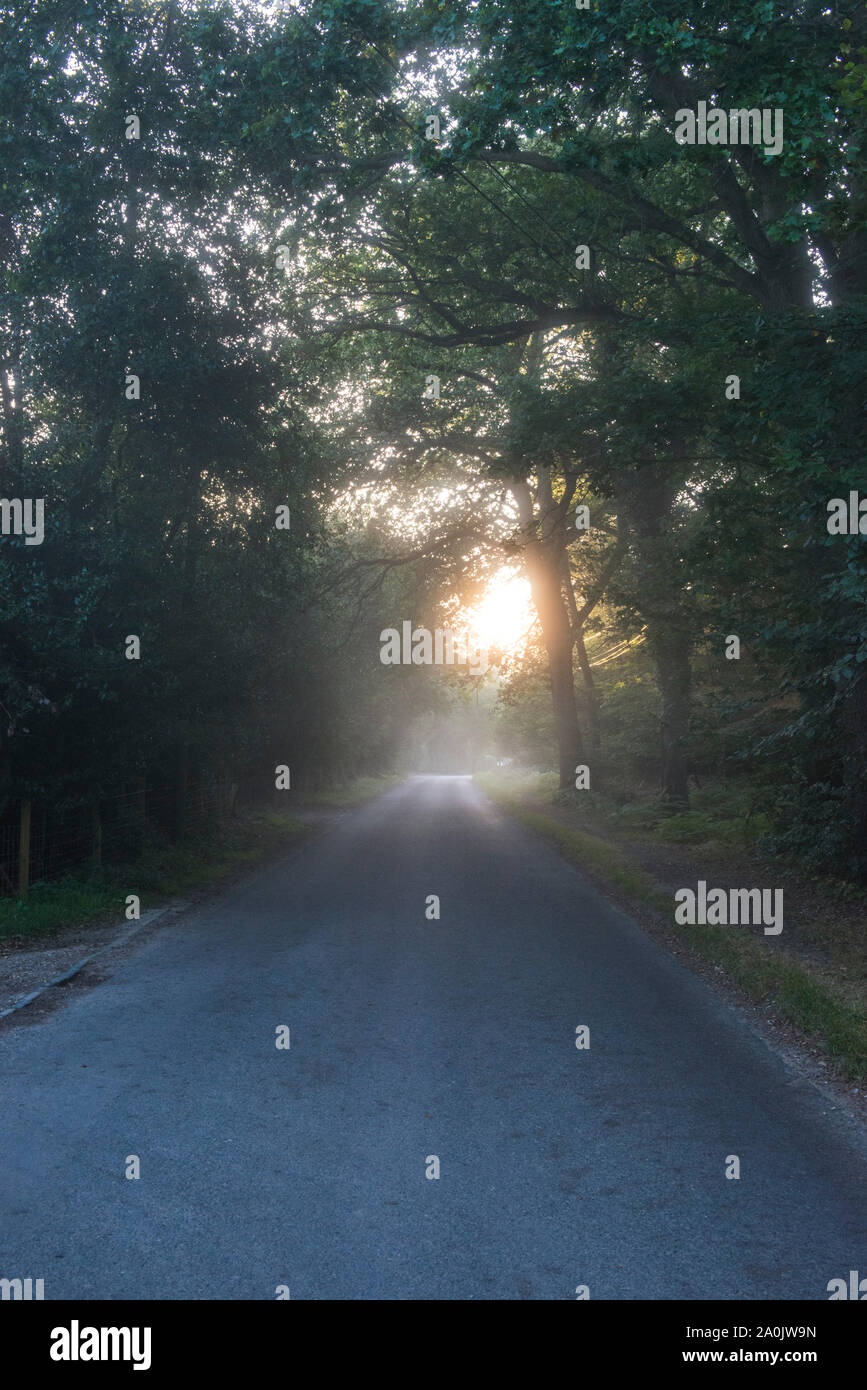 Morgennebel und Sonnenaufgang auf die unbenannte Straße nahe Ringshall, Ashridge Woods, Hertfordshire, September 2019 20. Stockfoto