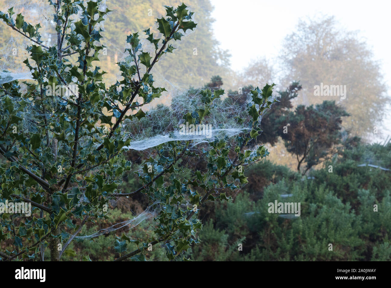 Morgentau auf spinnweben auf einem Holly Tree bei Ling Fahrt in der Nähe von Ringshall, Ashridge Woods, Hertfordshire, September 2019 20. Stockfoto
