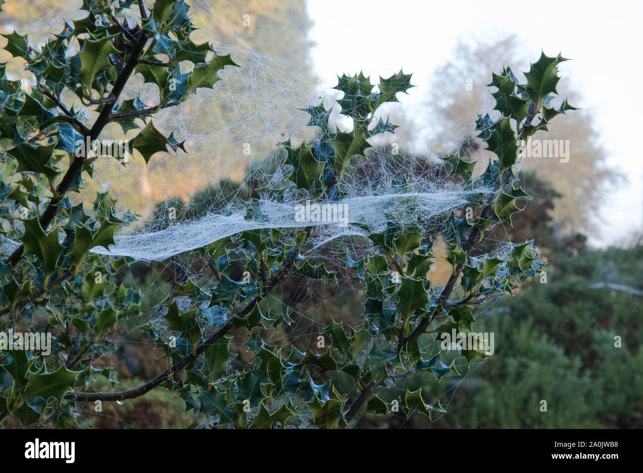 Morgentau auf spinnweben auf einem Holly Tree bei Ling Fahrt in der Nähe von Ringshall, Ashridge Woods, Hertfordshire, September 2019 20. Stockfoto