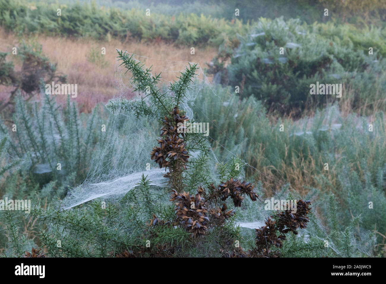 Morgentau auf spinnweben auf Gaze Buchsen bei Ling Fahrt in der Nähe von Ringshall, Ashridge Woods, Hertfordshire, 20. September 2019 Stockfoto