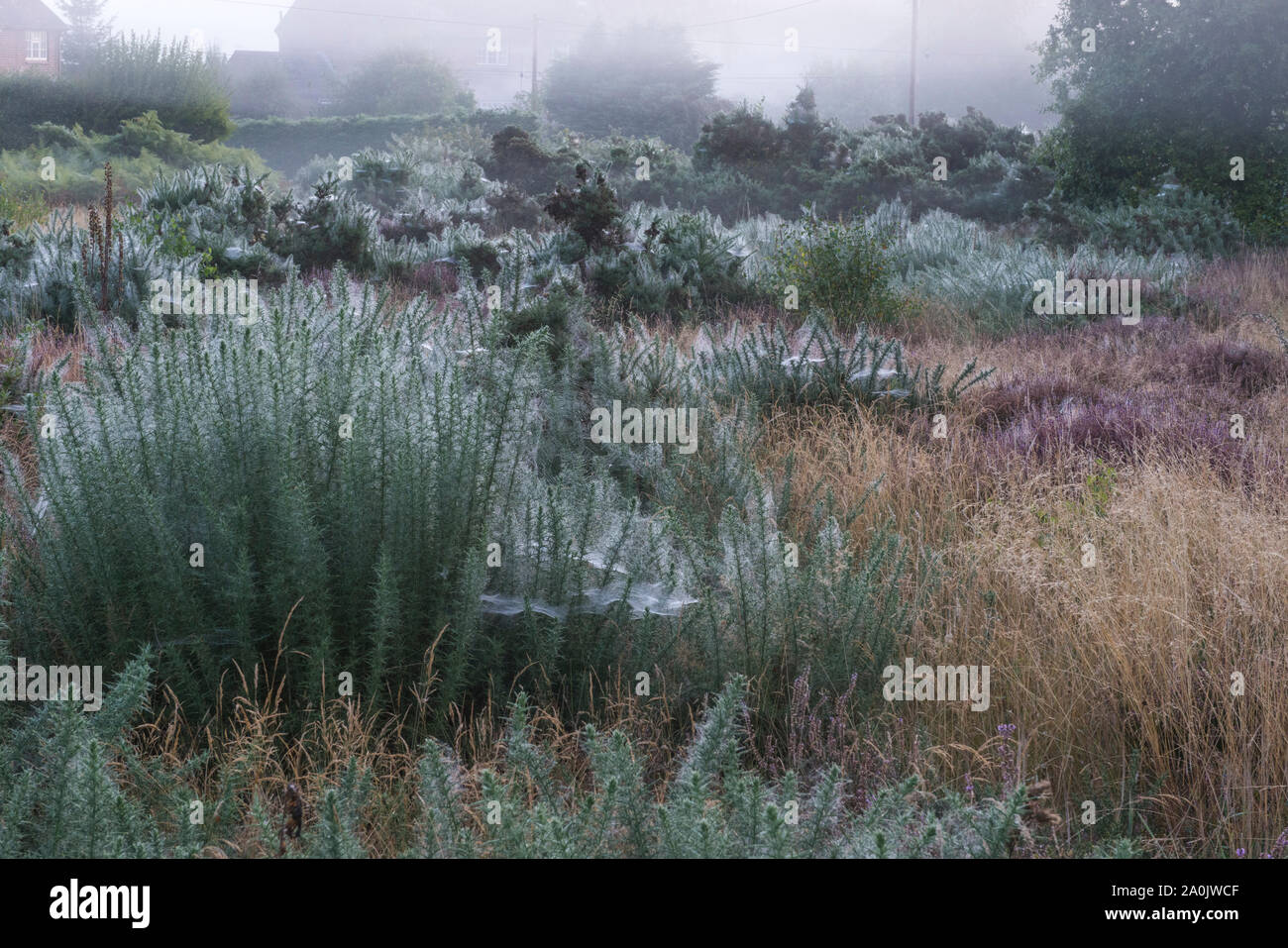 Morgentau auf spinnweben auf Gaze Buchsen bei Ling Fahrt in der Nähe von Ringshall, Ashridge Woods, Hertfordshire, 20. September 2019 Stockfoto