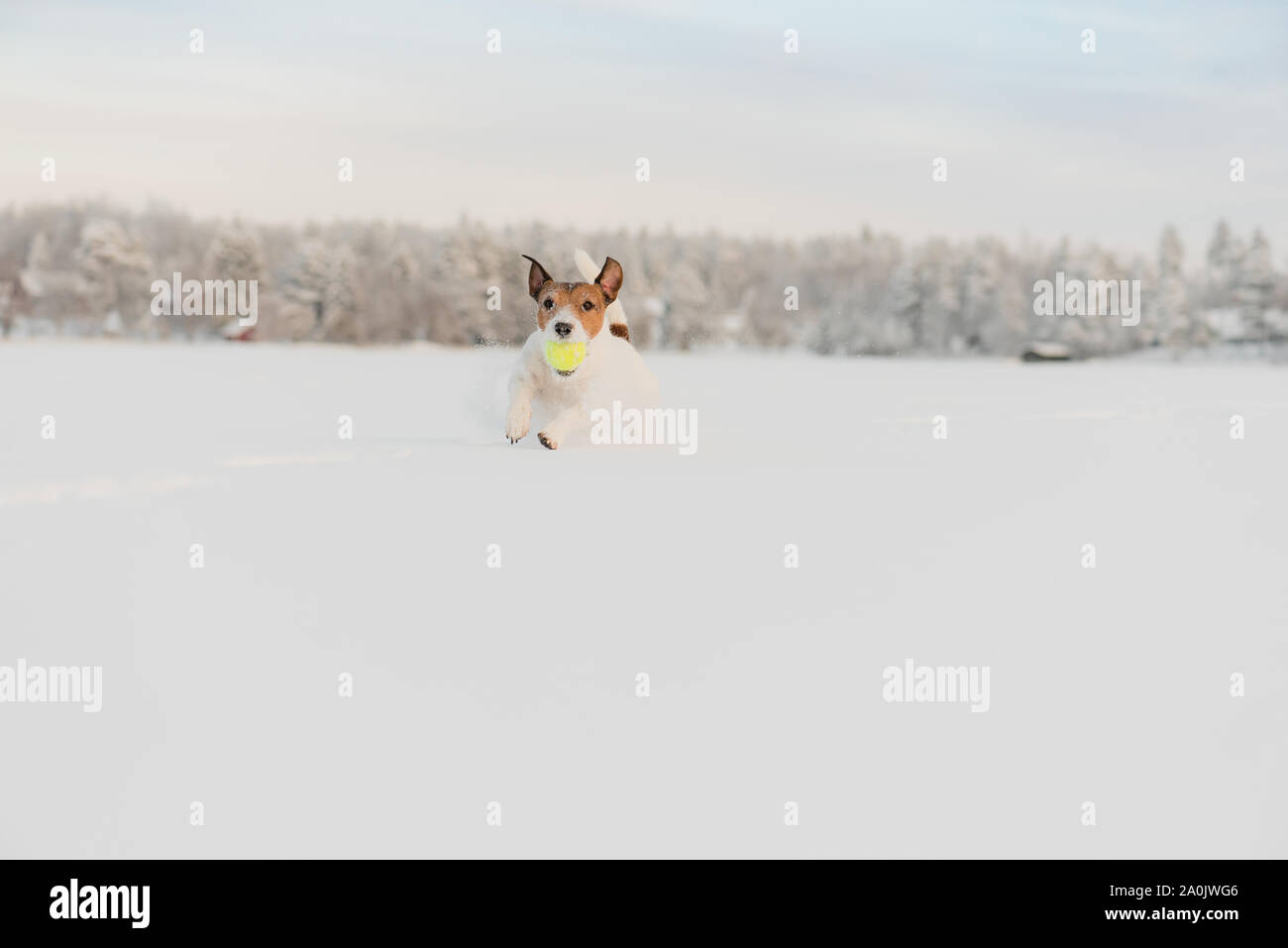 Hund spielt mit Tennis ball Laufen und Springen in tiefem Schnee mit schönen Winterlandschaft an Hintergrund Stockfoto