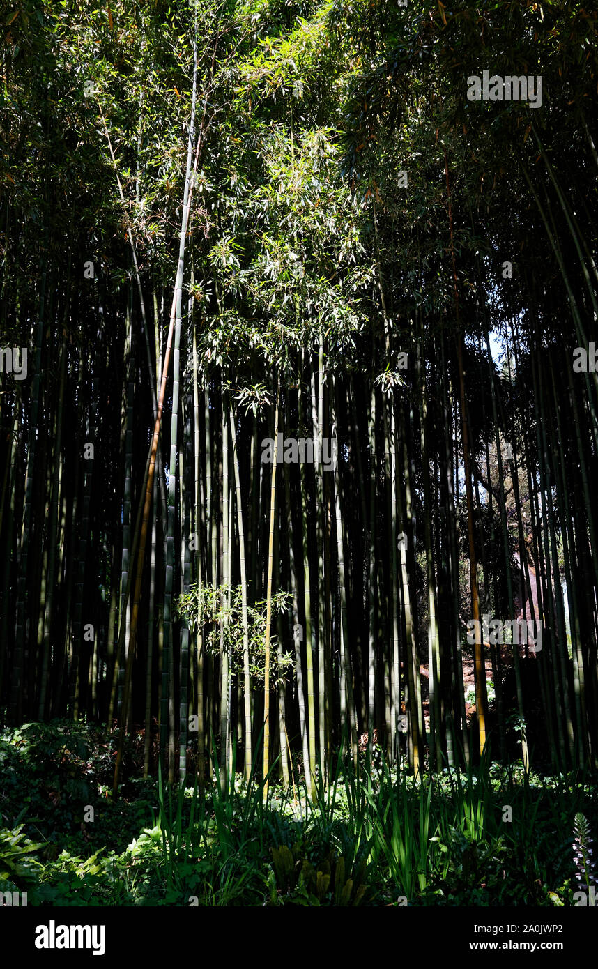 Bamboo Forrest, grünen Pflanzen, dünne Stengel, Halme, Sonne, Schatten, Licht, Kontrast Garten von Ninfa; Italienisch Naturdenkmal; ruhig; Provinz Latina Stockfoto