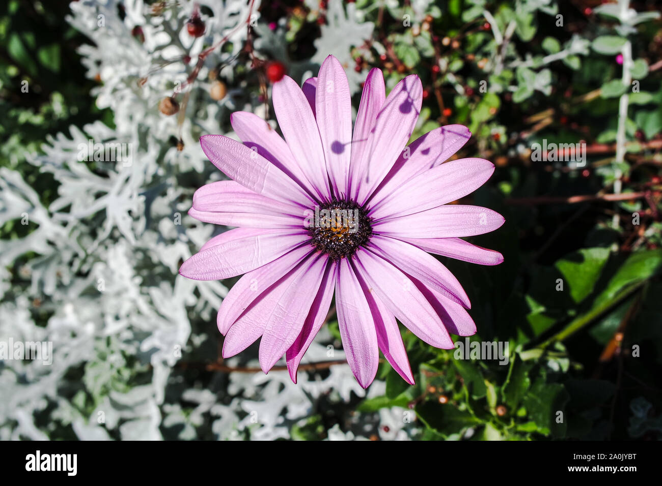 Sukkulenten - Osteospermum ecklonis Stockfoto