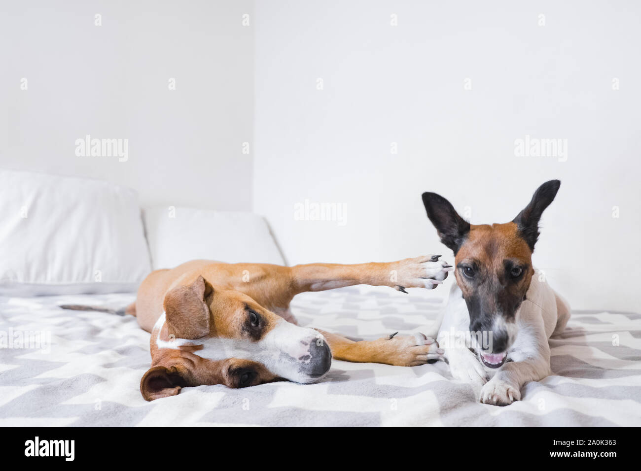 Zwei junge aufgeregt Hunde spielen auf Bett im Schlafzimmer hell beleuchtet. Konzept der Freundschaft zwischen zwei Tiere oder Hunde tun, verbotene Dinge zu Hause Stockfoto